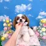 シーズー犬　マフィンちゃん
